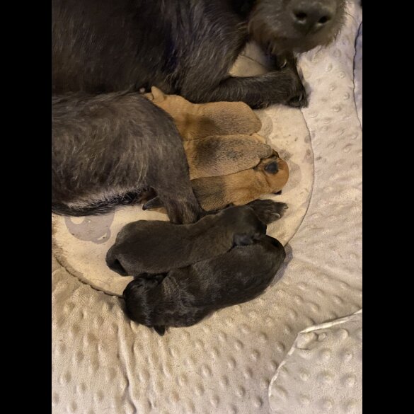 Patterdale Terrier - Both