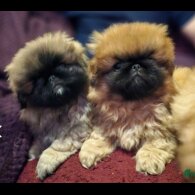 Pekingese - Both