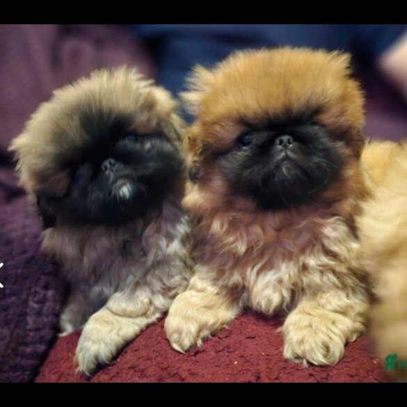 Pekingese - Both