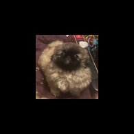 Pekingese - Both