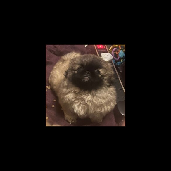 Pekingese - Both