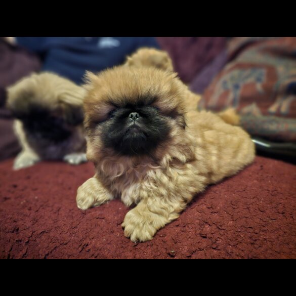 Pekingese - Both