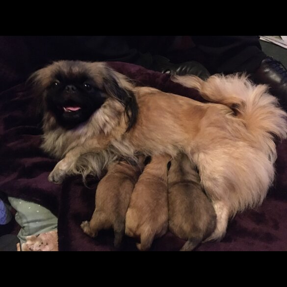 Pekingese - Both