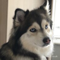 Pomsky - Bitches
