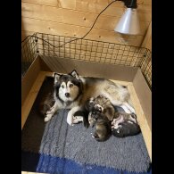 Pomsky - Bitches
