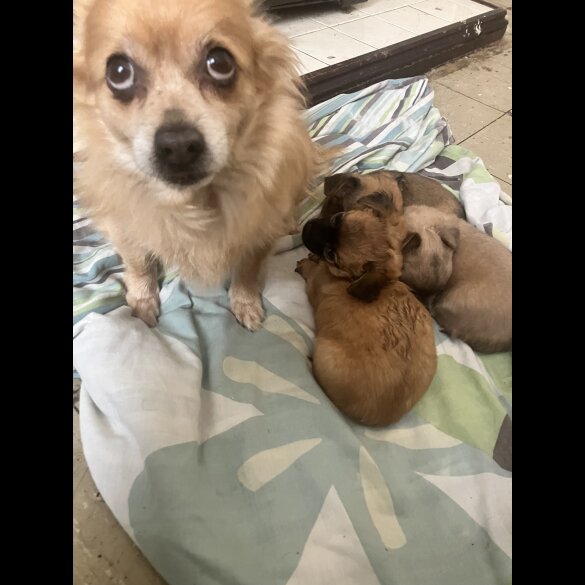 Chihuahua - Both