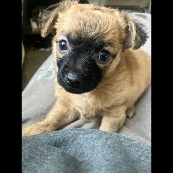 Chihuahua - Both