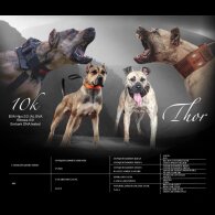 Presa Canario - Both