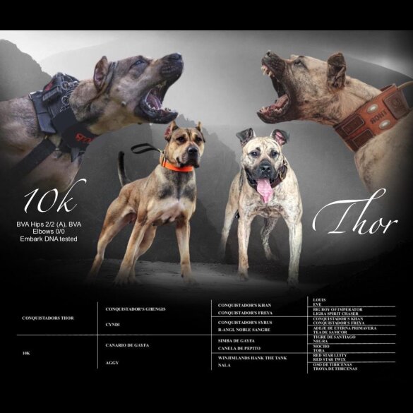 Presa Canario - Both