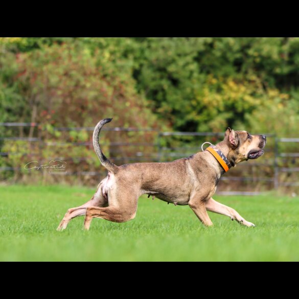 Presa Canario - Both