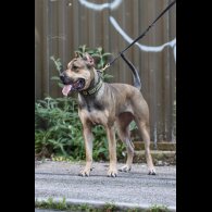 Presa Canario - Both