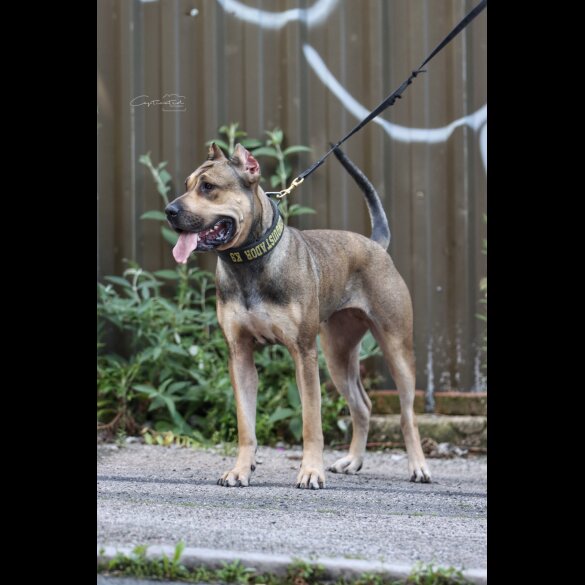 Presa Canario - Both