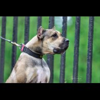 Presa Canario - Both