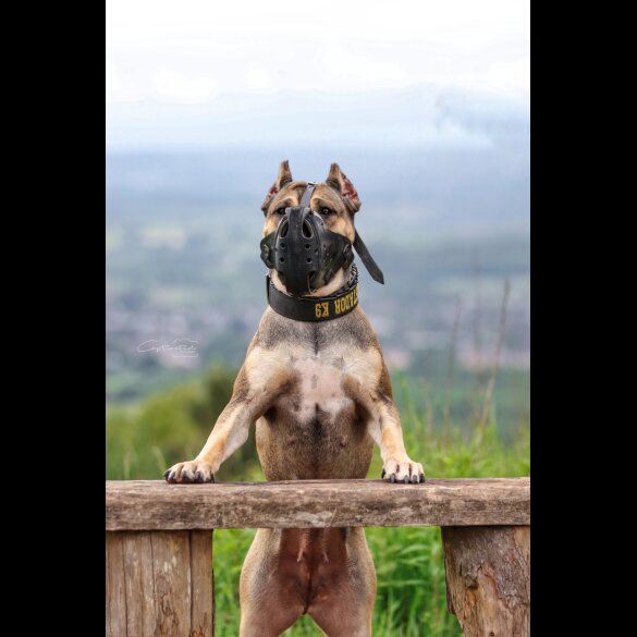 Presa Canario - Both