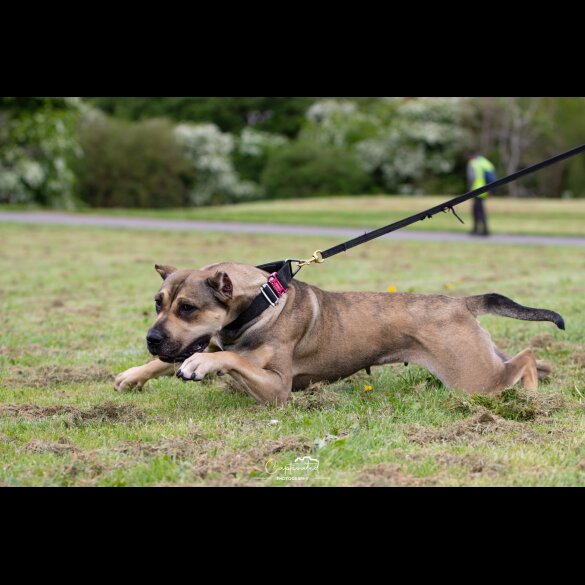 Presa Canario - Both