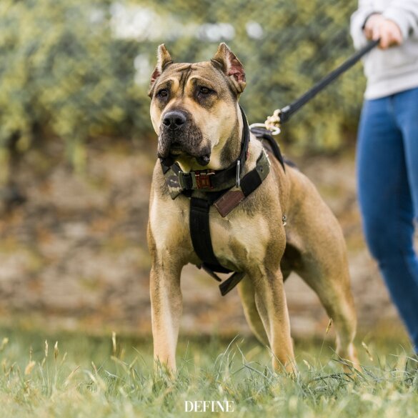 Presa Canario - Both