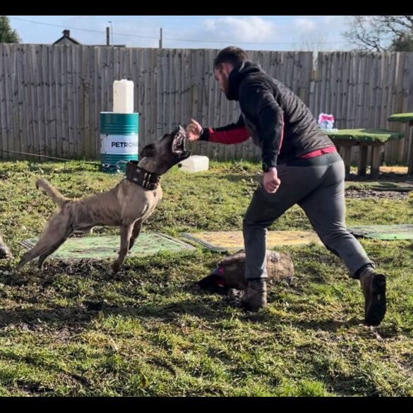 Presa Canario - Both