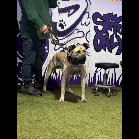 Presa Canario - Both