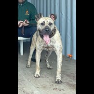 Presa Canario - Both