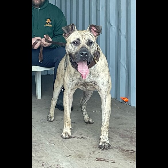 Presa Canario - Both