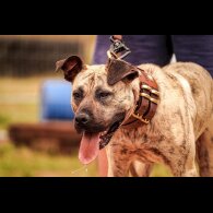 Presa Canario - Both