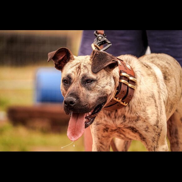 Presa Canario - Both