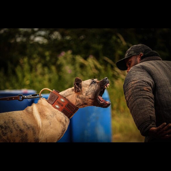 Presa Canario - Both