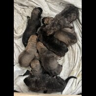 Presa Canario - Both