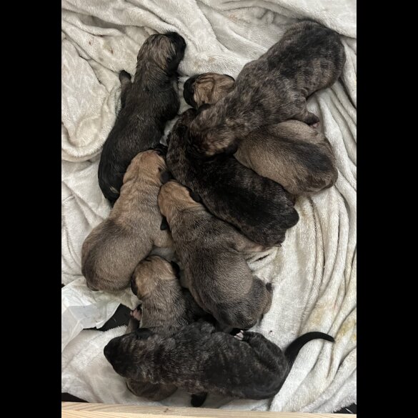 Presa Canario - Both