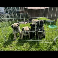 Pug - Dogs