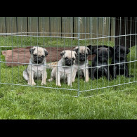Pug - Dogs