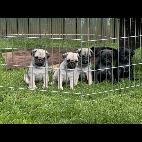 Pug - Dogs