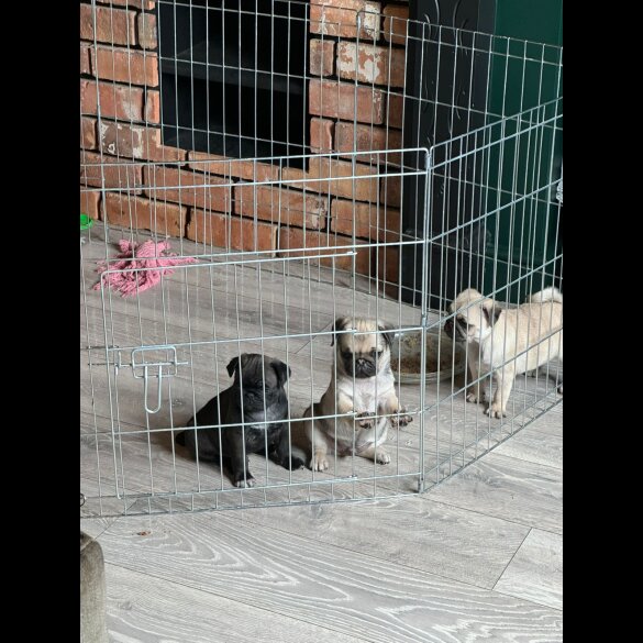 Pug - Dogs