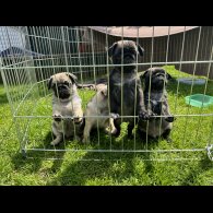 Pug - Dogs