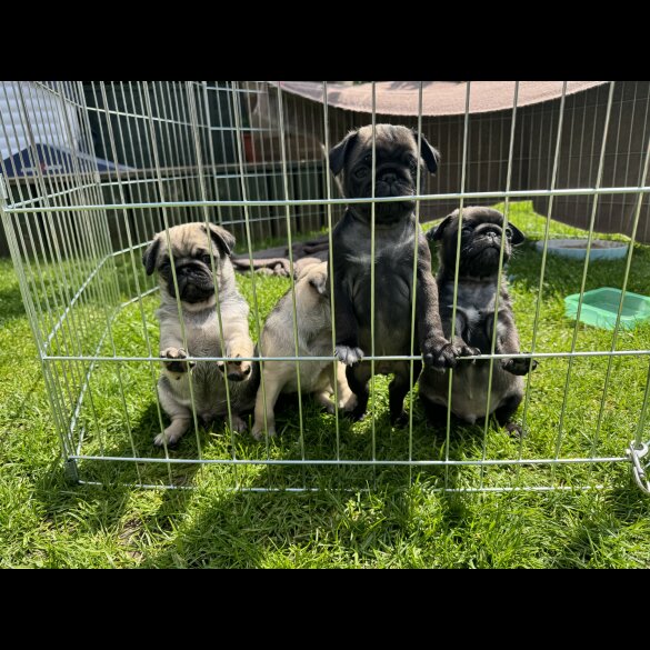 Pug - Dogs