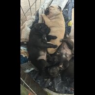 Pug - Dogs