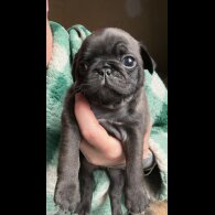 Pug - Dogs