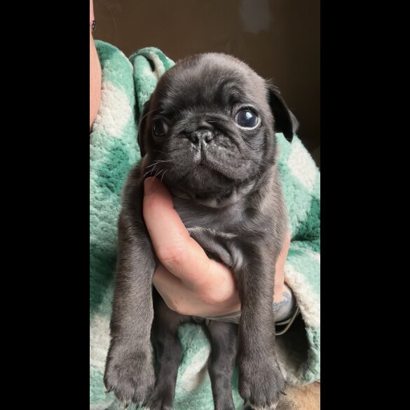 Pug - Dogs