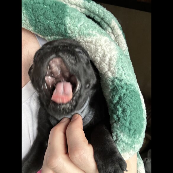 Pug - Dogs