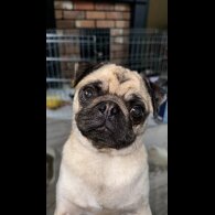 Pug - Dogs