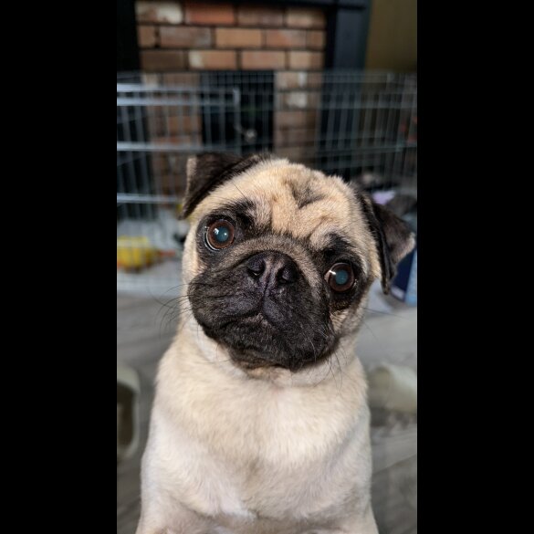 Pug - Dogs