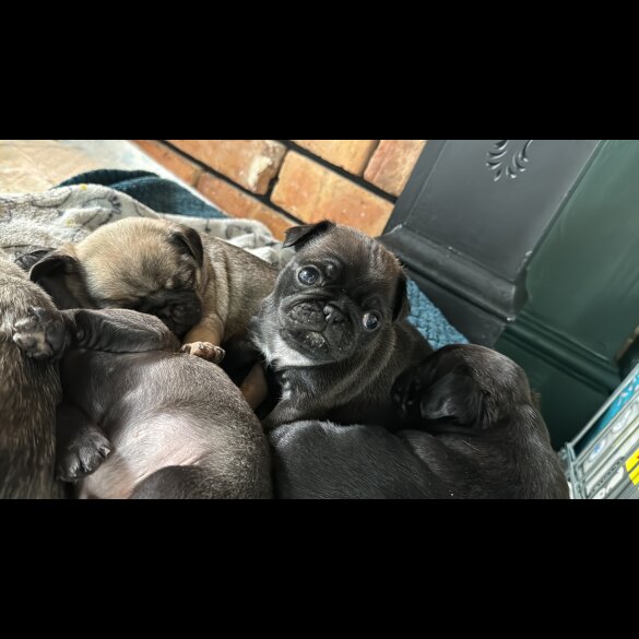 Pug - Dogs