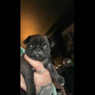 Pug - Dogs