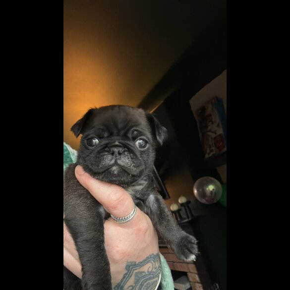 Pug - Dogs