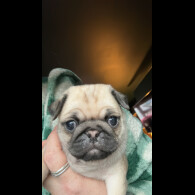 Pug - Dogs