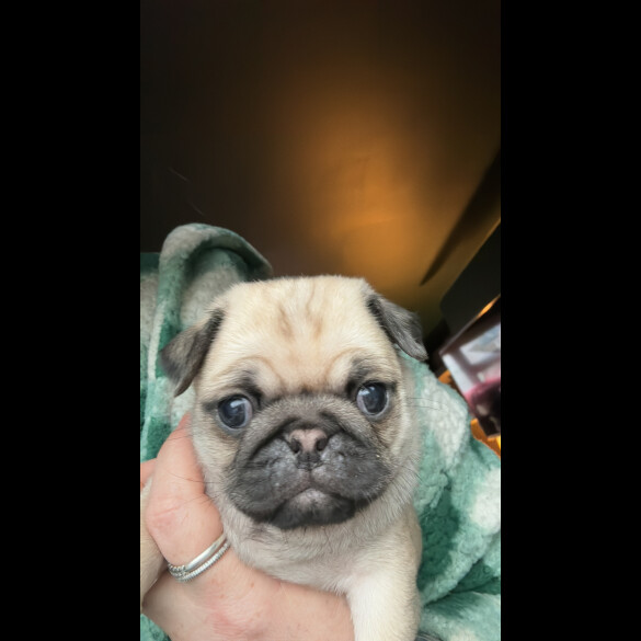 Pug - Dogs