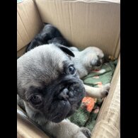 Pug - Dogs
