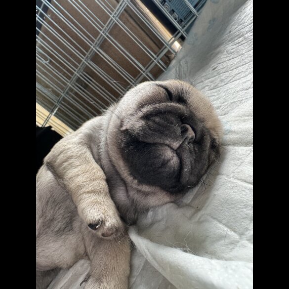 Pug - Dogs