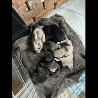 Pug - Dogs