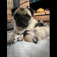 Pug - Dogs